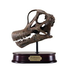 Brachiosaurus Skull Model