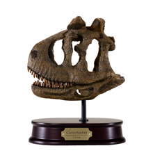 Carnotaurus Skull Model