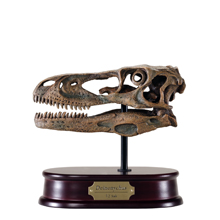 Deinonychus Skull Model