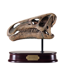 Iguanodon Skull Model