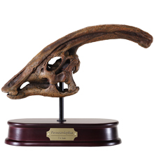 Parasaurolophus Skull Model