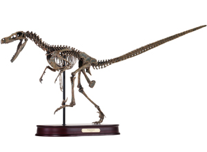 Velociraptor Skeleton Model