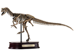 Allosaurus Skeleton Model