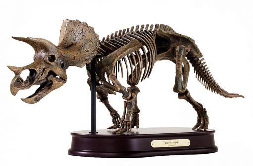 Triceratops Skeleton Model