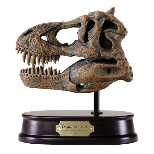 Tyrannosaurus / T.rex Skull Model