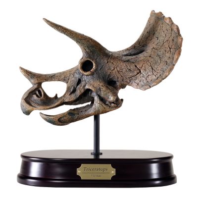 Triceratops Skull Model