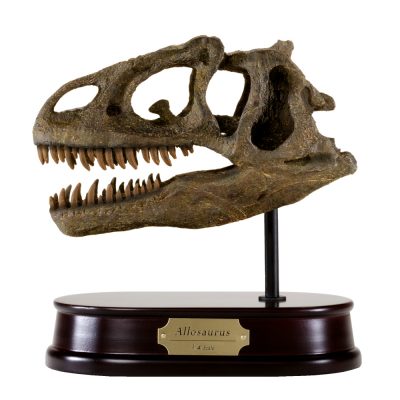 Allosaurus Skull Model