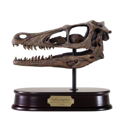 Velociraptor Skull Model