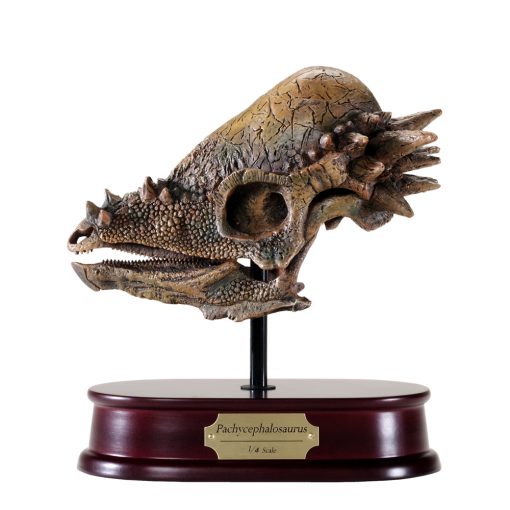Pachycephalosaurus Skull Model