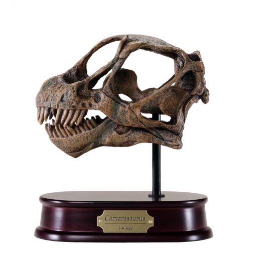 Camarasaurus Skull Model