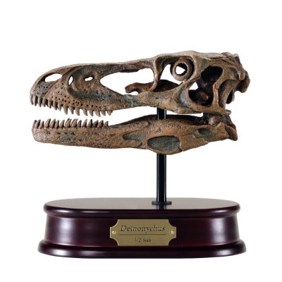 Deinonychus Skull Model