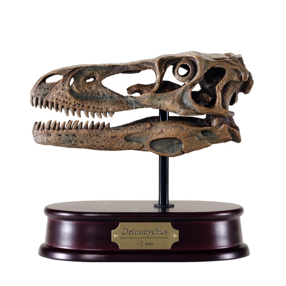 Deinonychus Skull Replica Model w/base