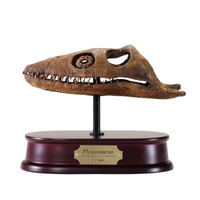 Plesiosaurus Skull Model
