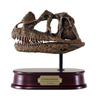 Ceratosaurus Skull Model