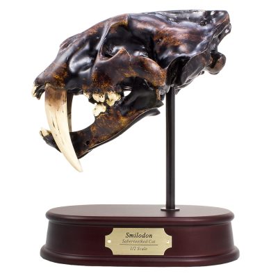 Smilodon "Sabertoothed Cat" Skull Model