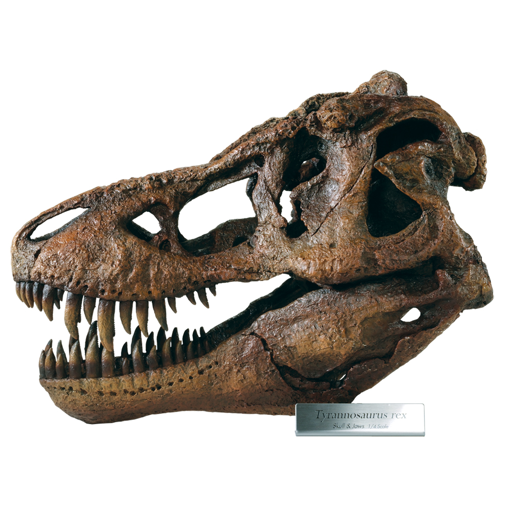 Tyrannosaurus Rex T.rex Large Dinosaur Skull Model Replica 1/4 Scale 