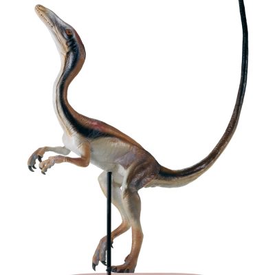Compsognathus Finished Model