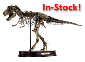 Tyrannosaurus / T.rex Skeleton Model