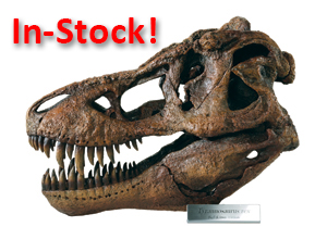 Tyrannosaurus Skull Model - Large