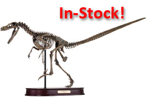 Velociraptor Skeleton Model
